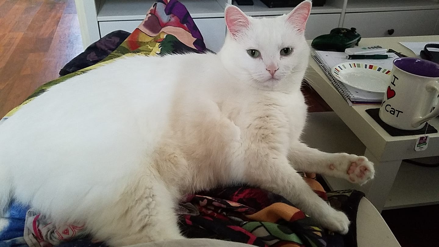 a fat white cat