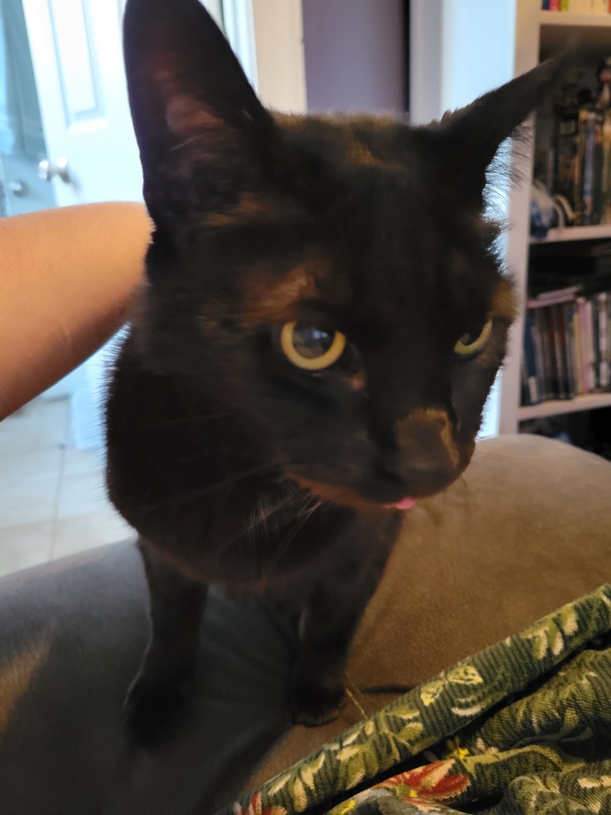 a black cat
