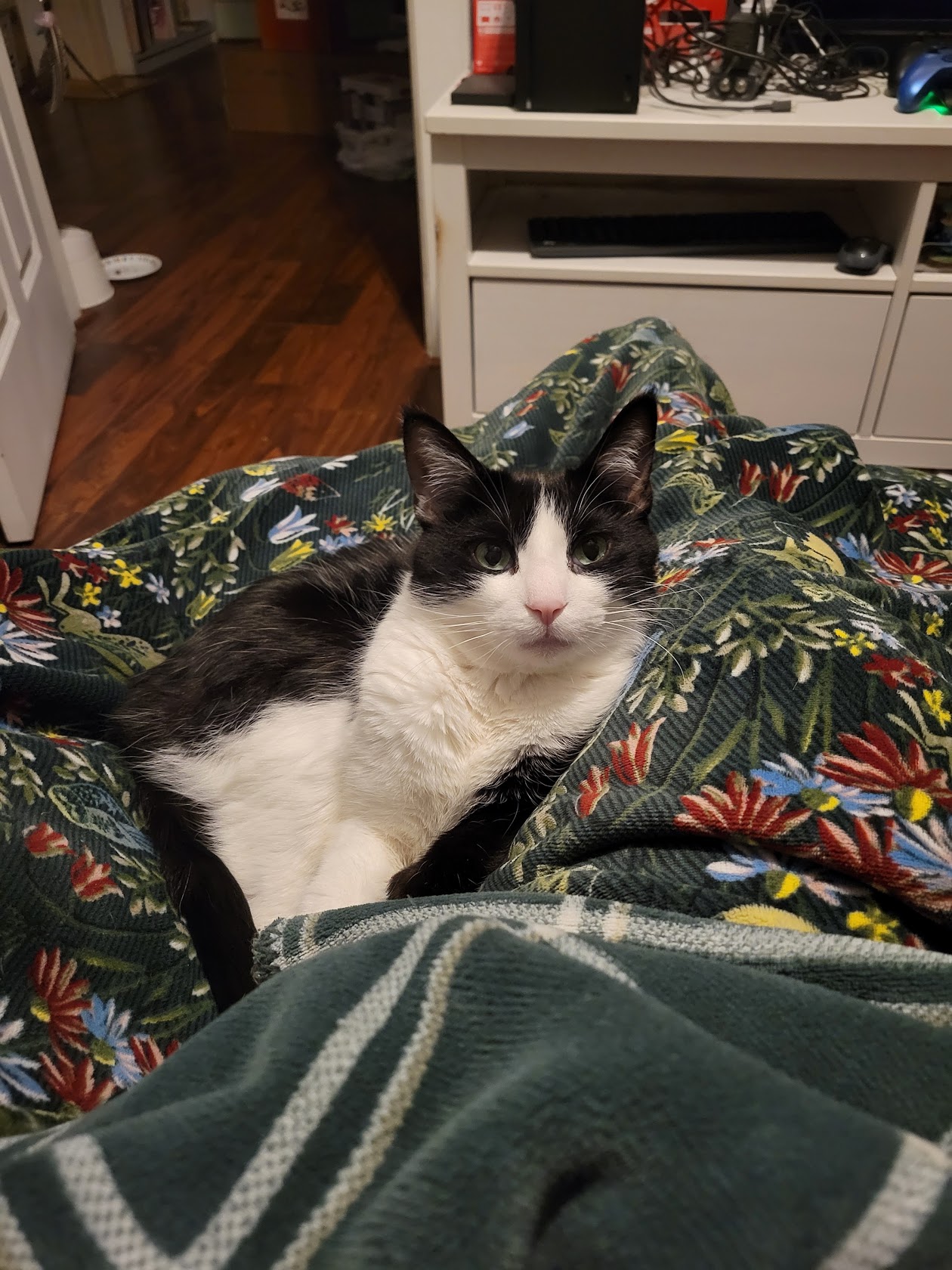a tuxedo cat with extra toes